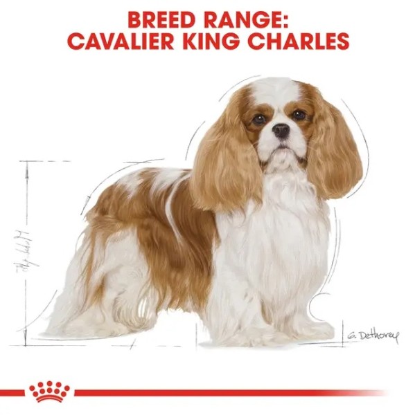 Royal Canin Cavalier King Charles Adult - Суха храна за кавалер кинг чарлз шпаньоли в зряла възраст - 1.5 кг